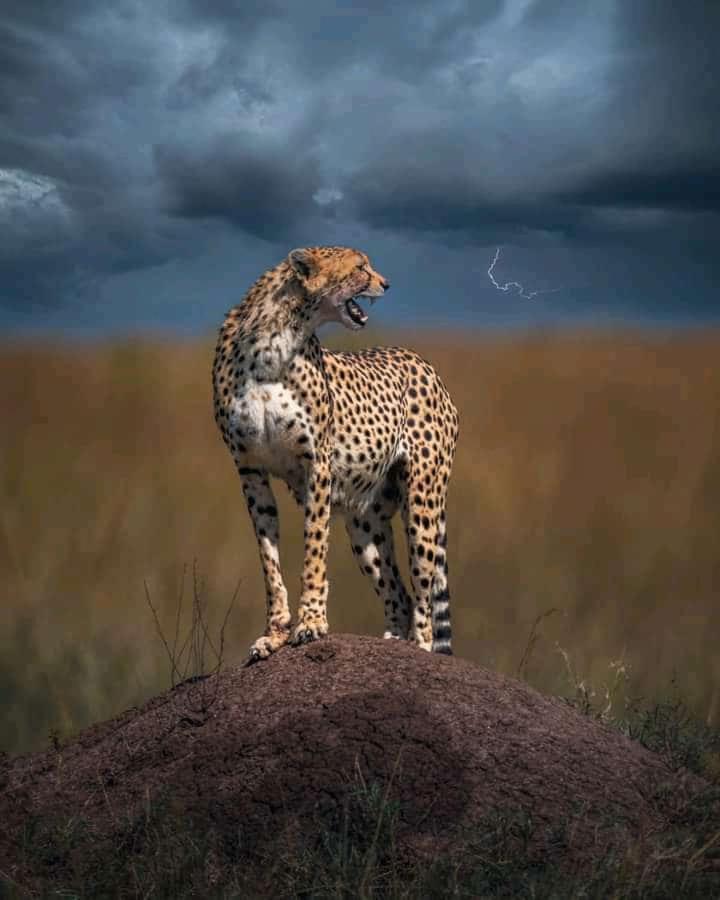 Sekenani Maasai Mara Safari Camp In Kenya B&B 외부 사진