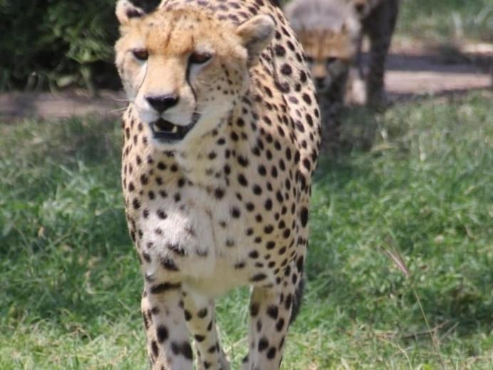 Sekenani Maasai Mara Safari Camp In Kenya B&B 외부 사진